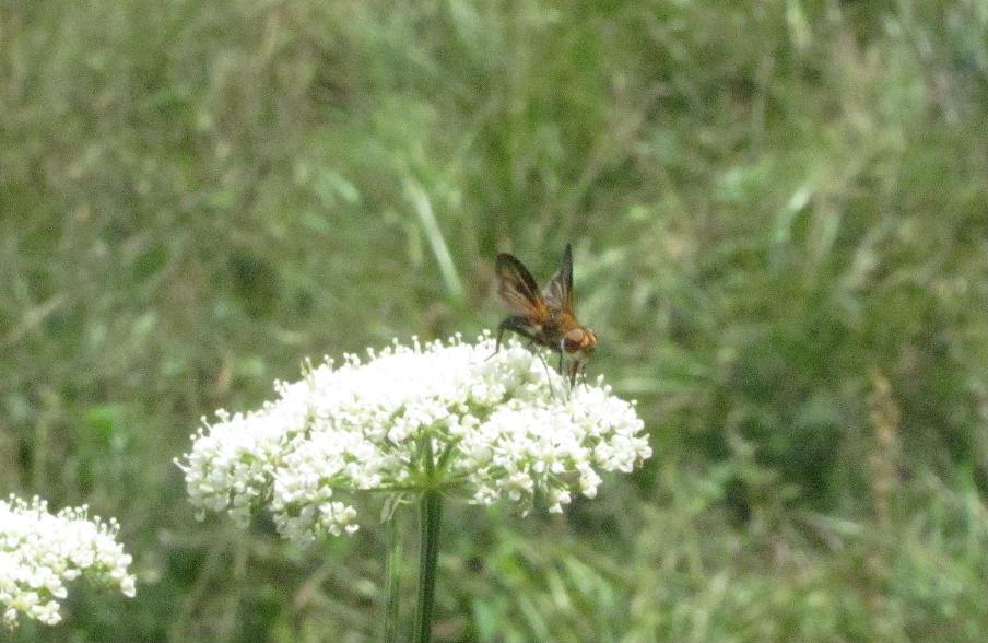 Tachinidae: Phasia sp. o Ectophasia sp.